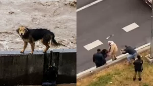 ¡Final feliz! Perrito atrapado en el río Mapocho logra salir con vida por sus propios medios